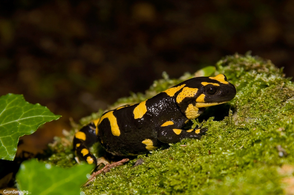 Salamandra conune o pezzata