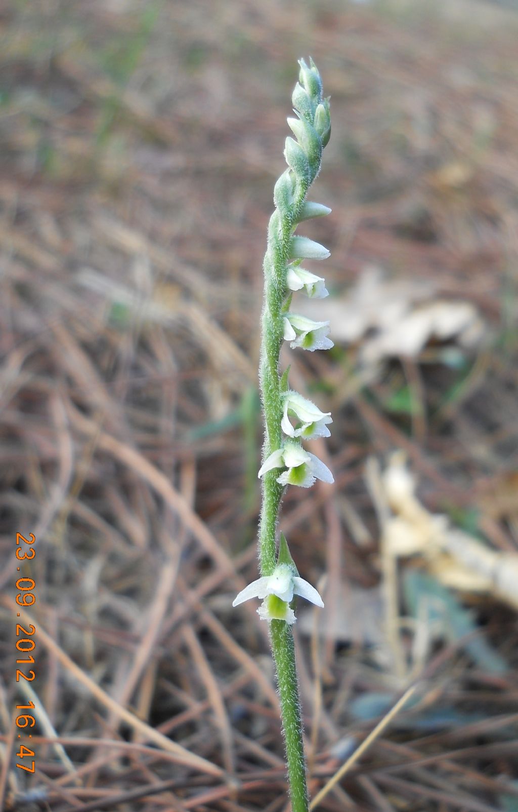 Spiranthes spiralis ... anch''io