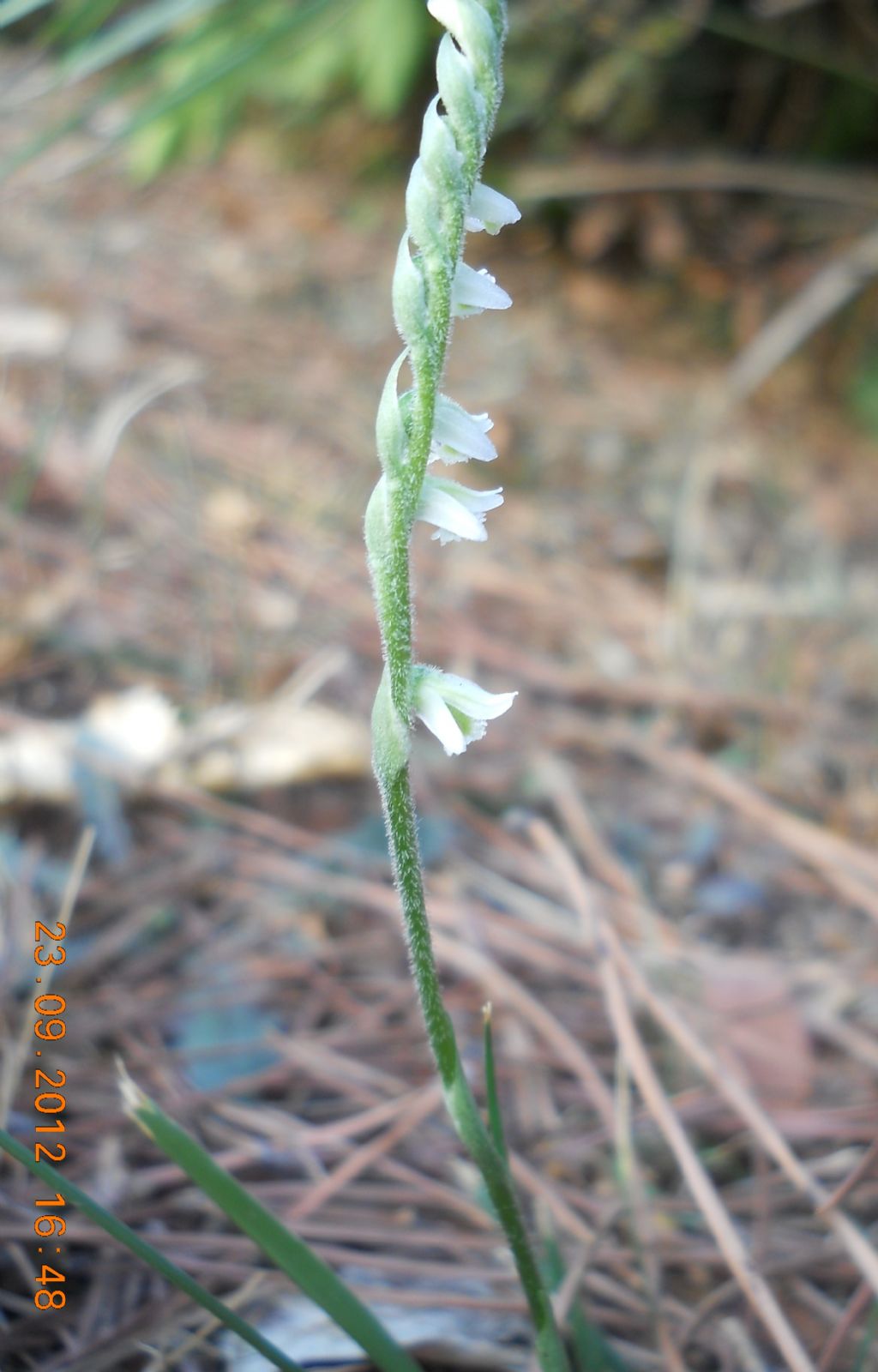 Spiranthes spiralis ... anch''io