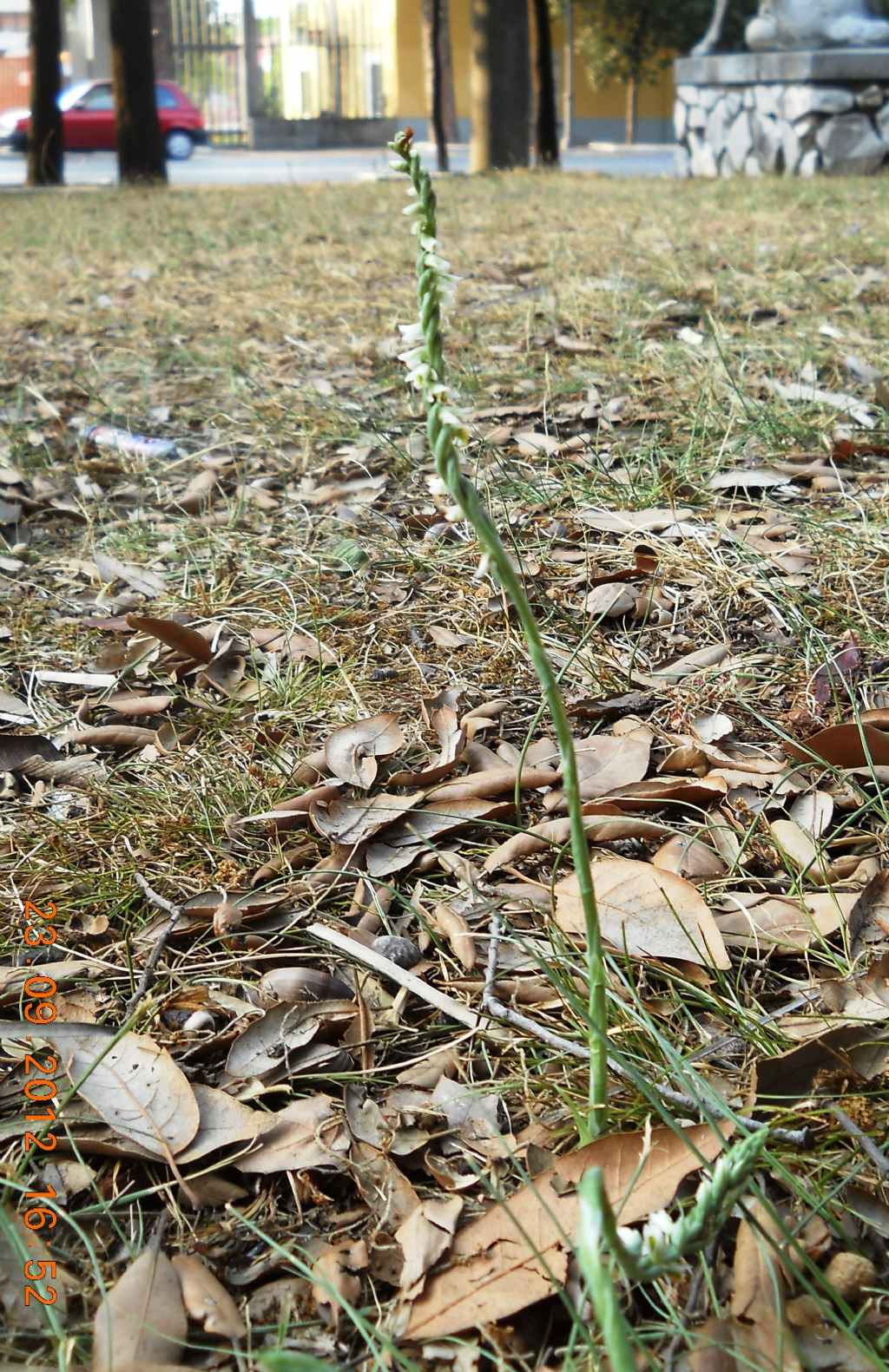 Spiranthes spiralis ... anch''io