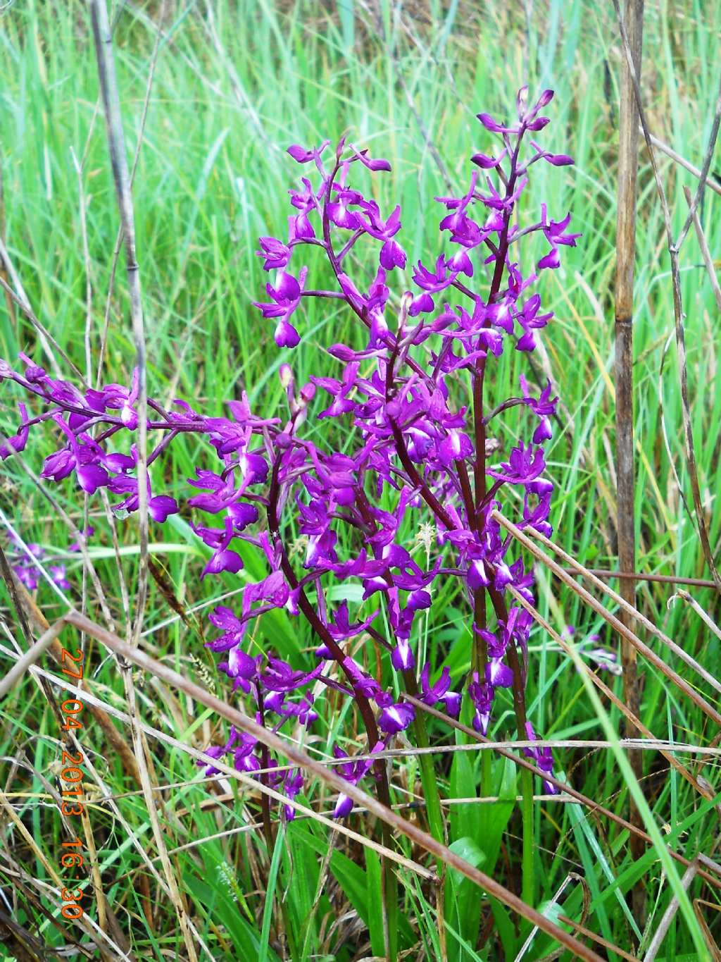 Anacamptis laxifora