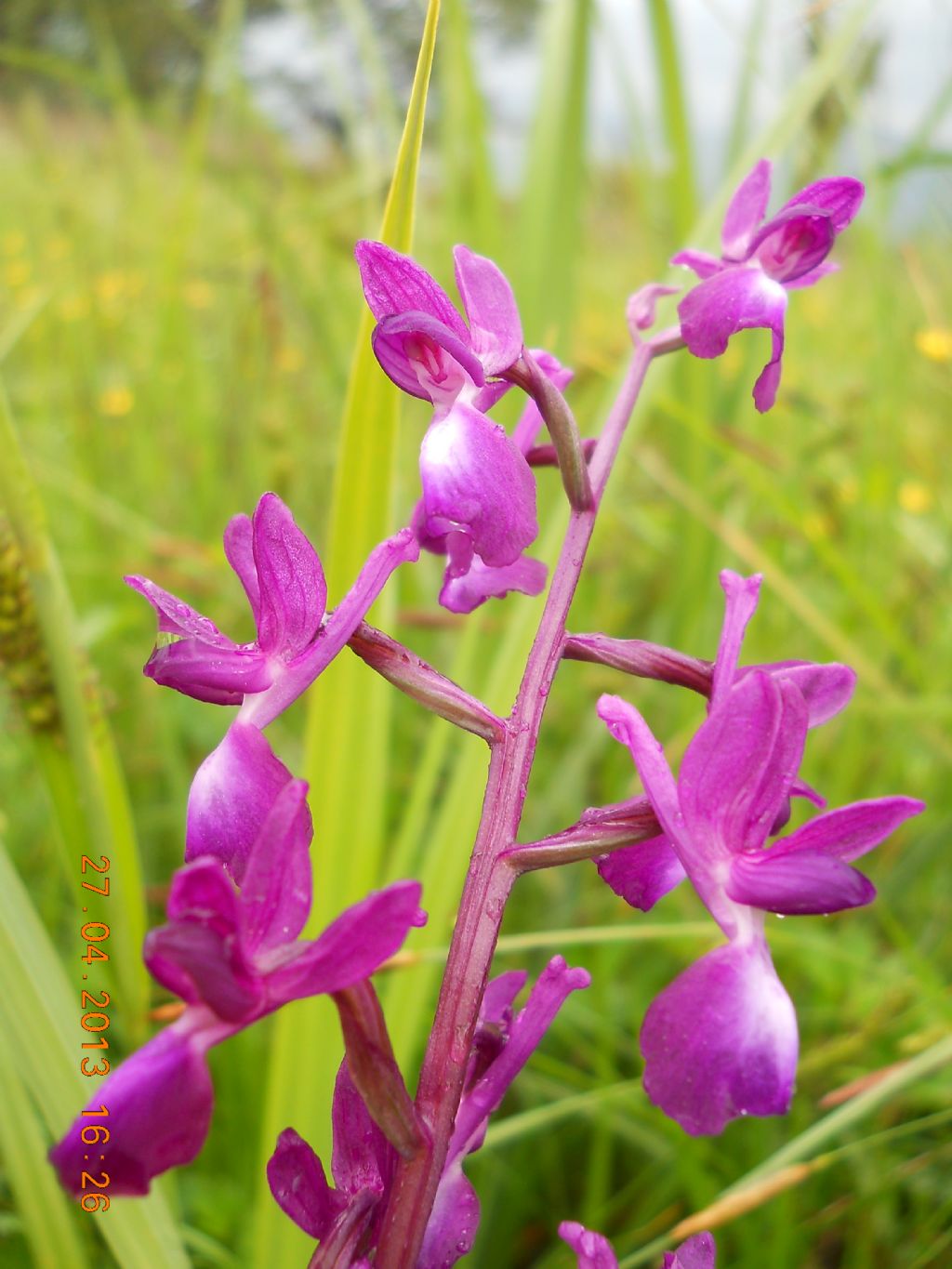 Anacamptis laxifora