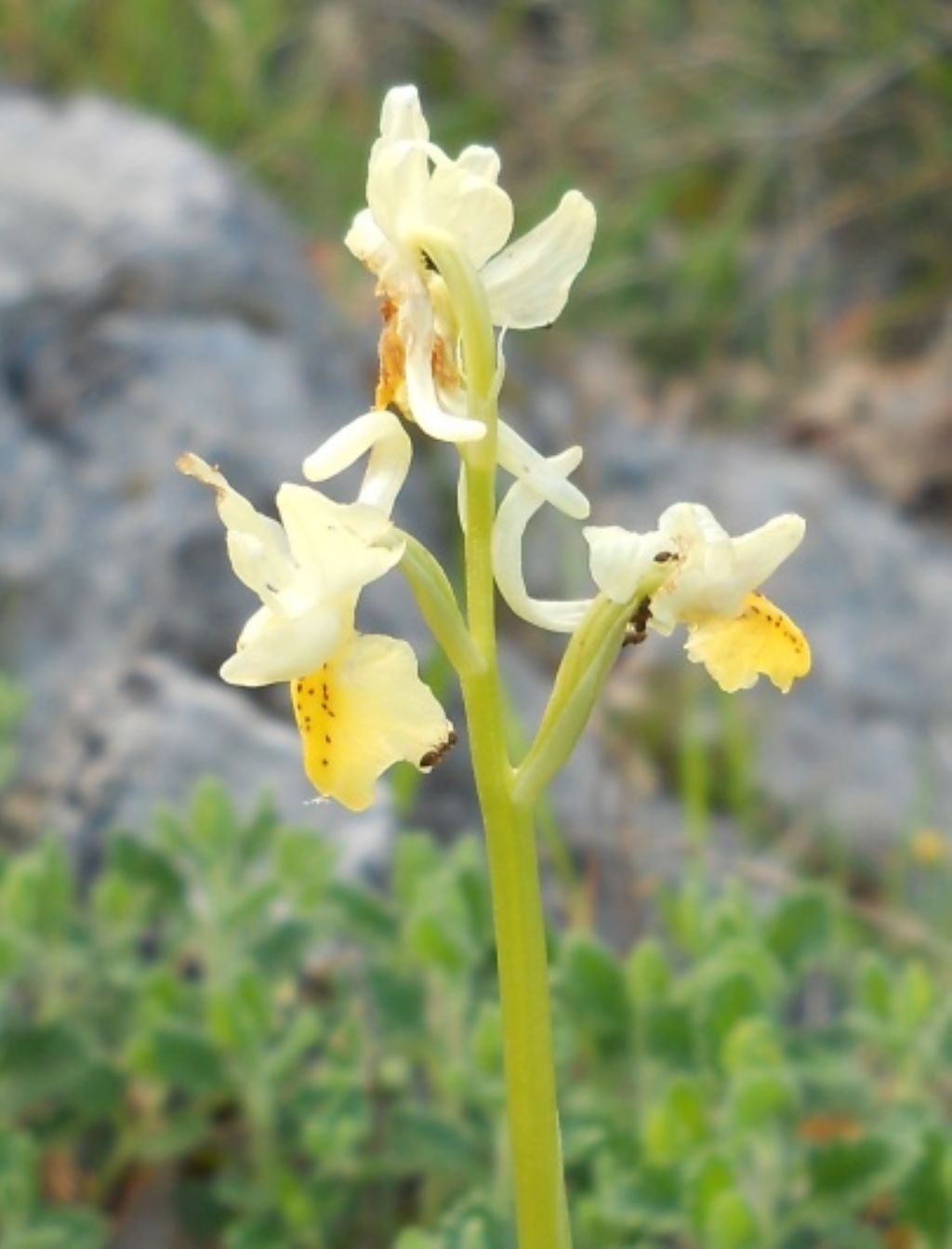 Orchis pauciflora ligure