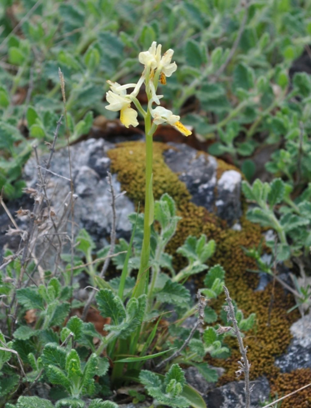 Orchis pauciflora ligure