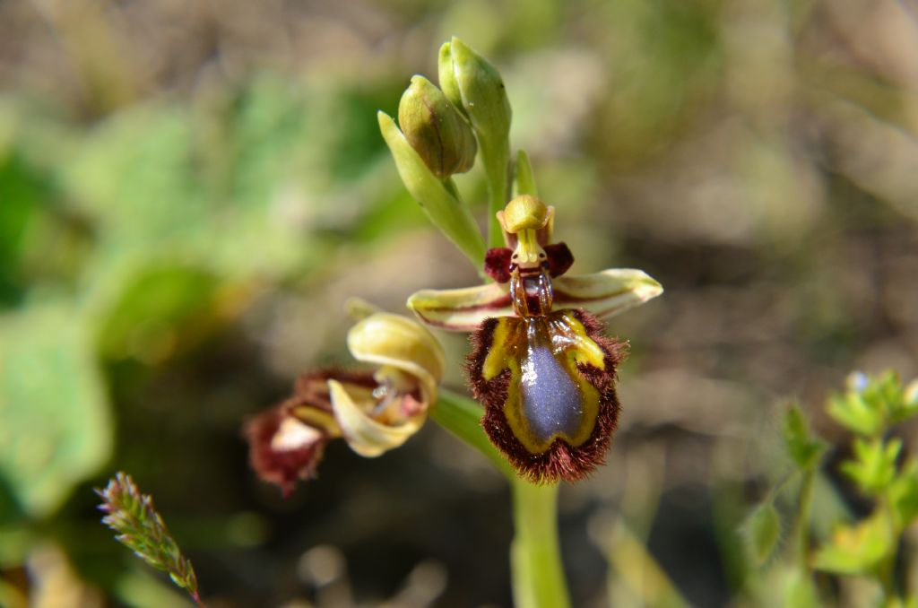 Ophrys speculumLiguria