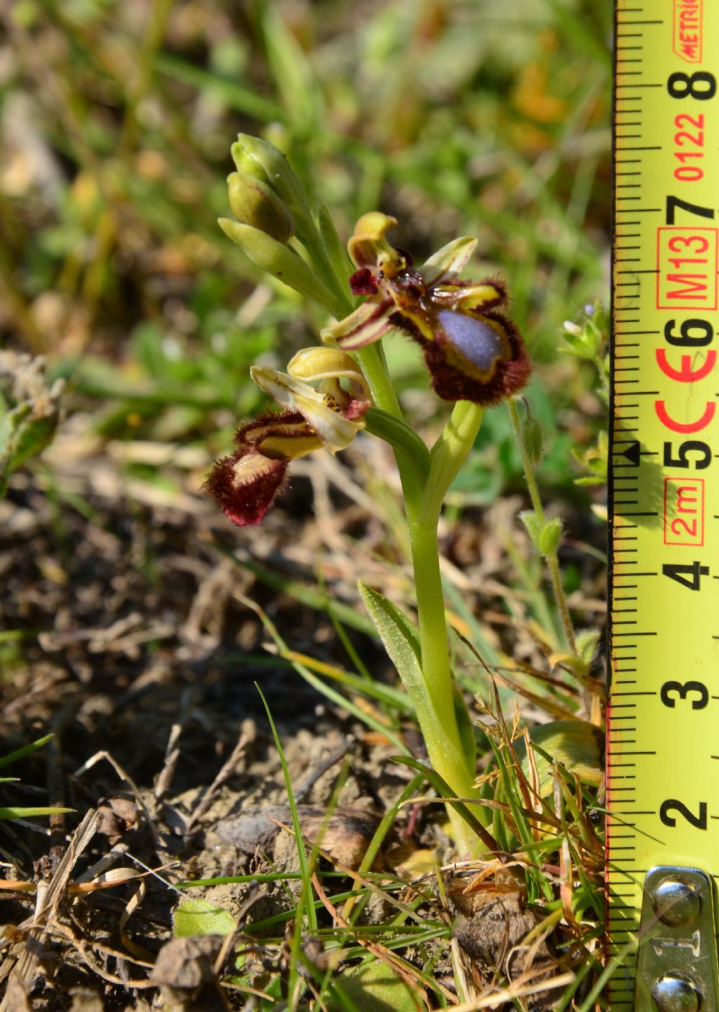 Ophrys speculumLiguria