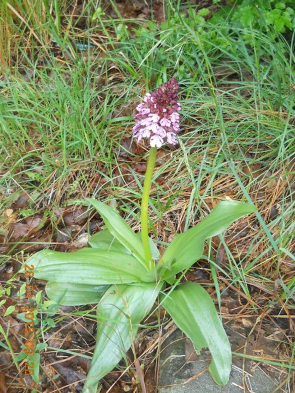 Orchis purpurea a rischio