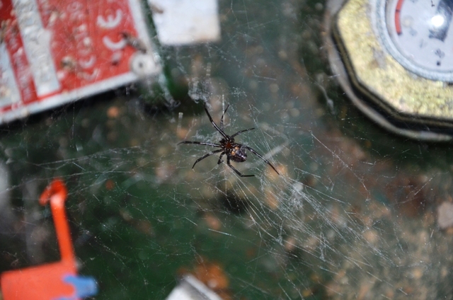 Steatoda grossa - Fosdinovo (MS)