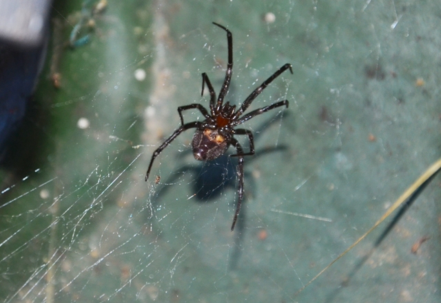 Steatoda grossa - Fosdinovo (MS)