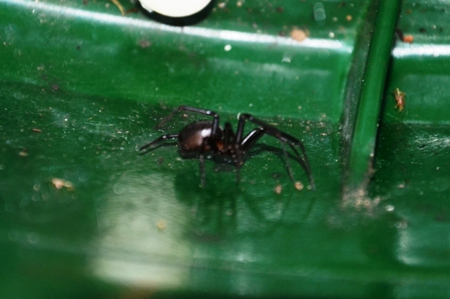 Steatoda grossa - Fosdinovo (MS)