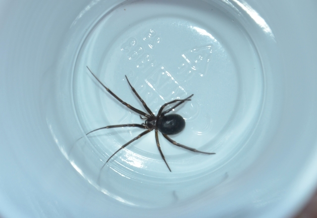 Steatoda grossa - Fosdinovo (MS)