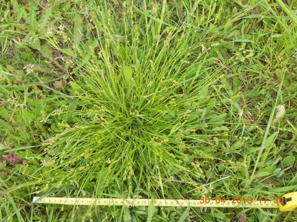 Carex divulsa / Carice separata