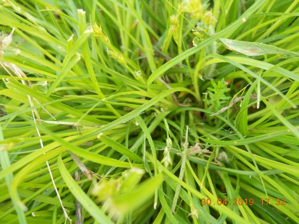 Carex divulsa / Carice separata