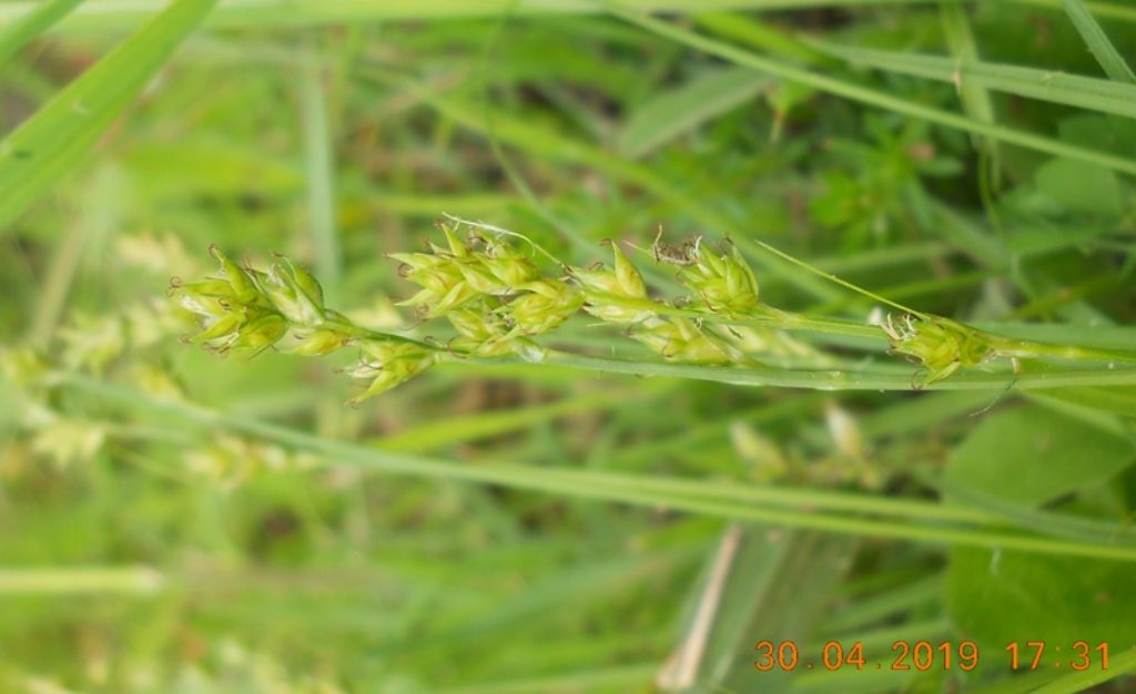 Carex divulsa / Carice separata