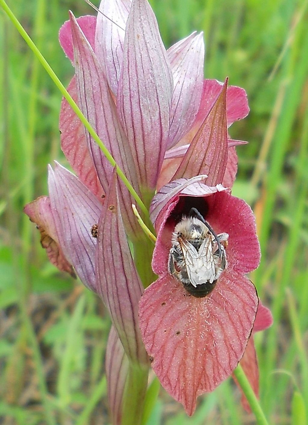 Apidae: Eucera sp.   (su Serapias neglecta)