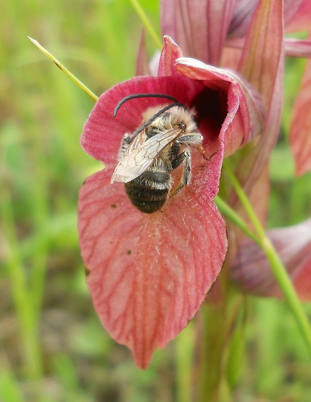 Apidae: Eucera sp.   (su Serapias neglecta)