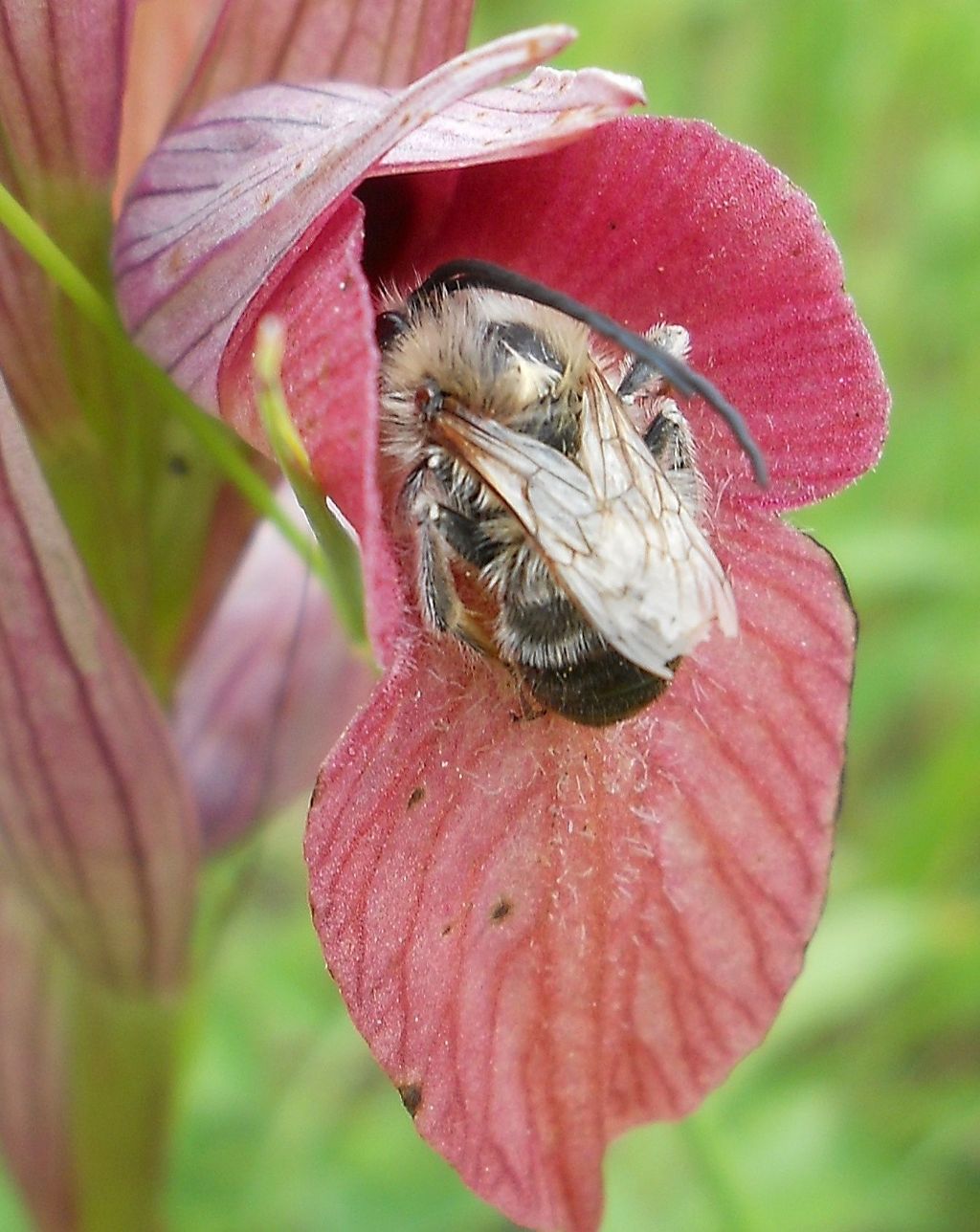 Apidae: Eucera sp.   (su Serapias neglecta)