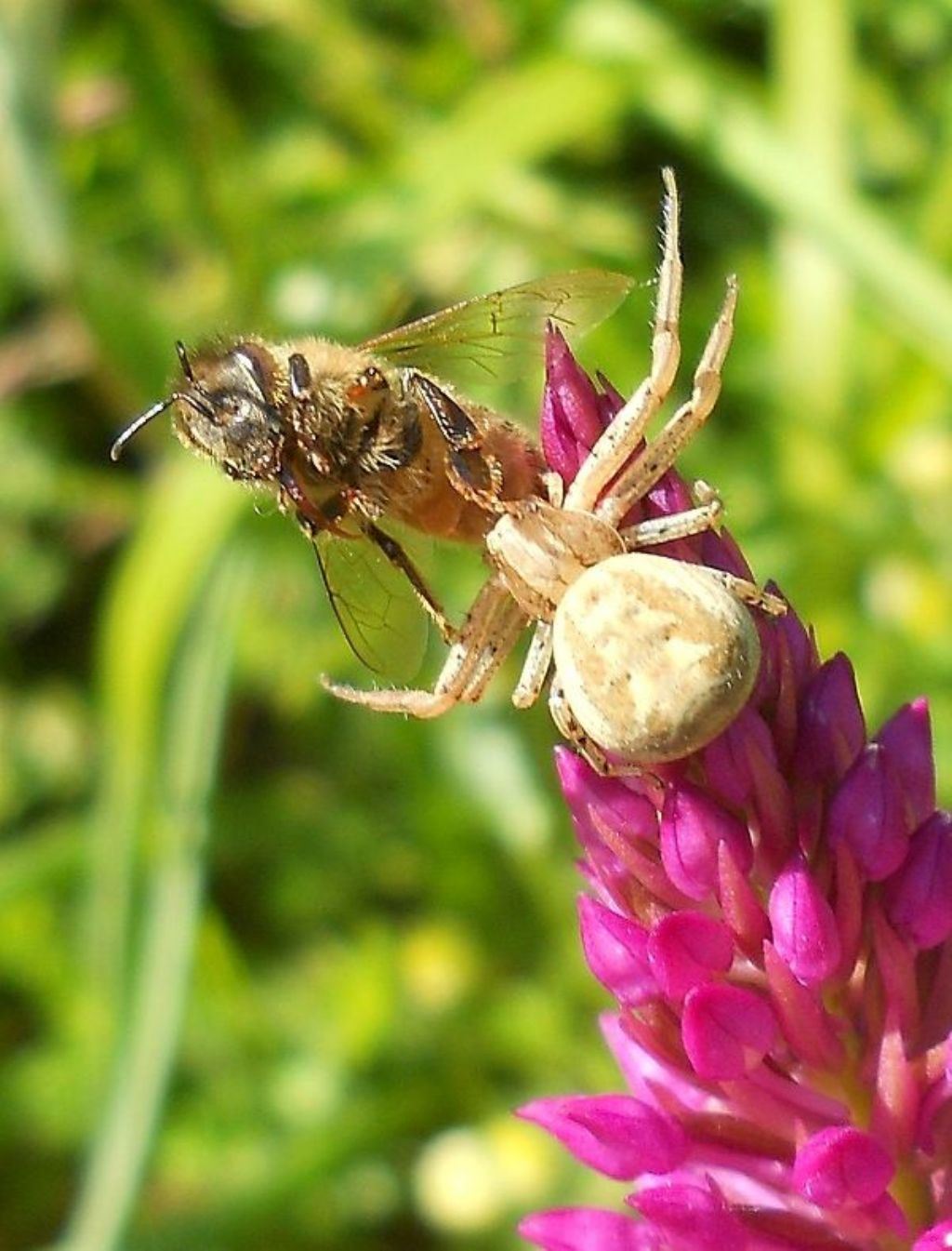 Xysticus sp. (su Anacamptis pyramidalis) - Caniparola (MS)