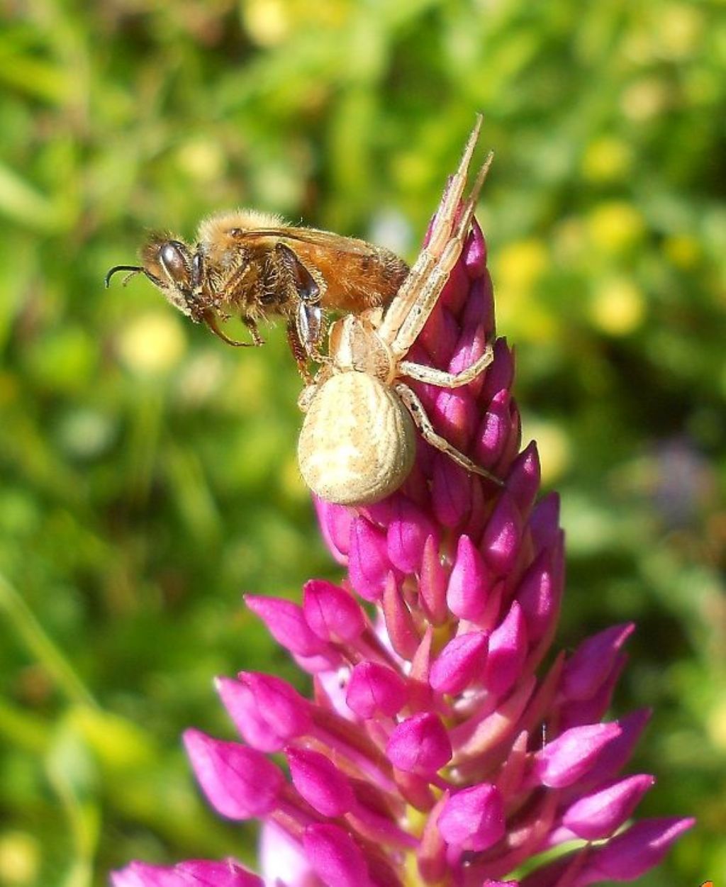 Xysticus sp. (su Anacamptis pyramidalis) - Caniparola (MS)