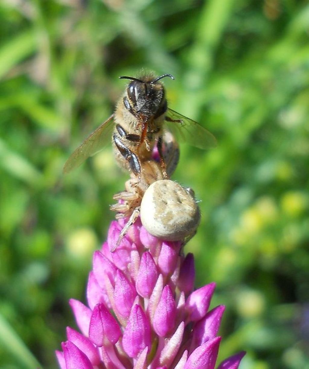 Xysticus sp. (su Anacamptis pyramidalis) - Caniparola (MS)