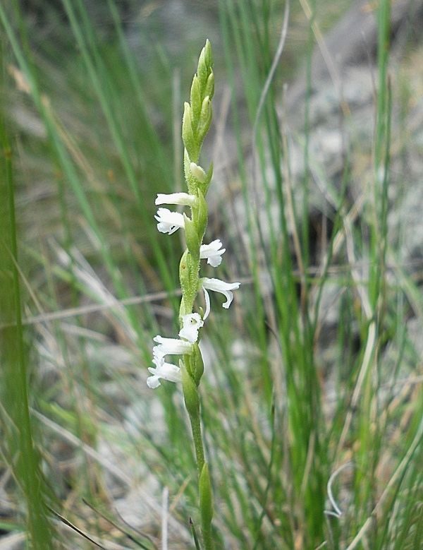 Spiranthes aestivalis / Viticcini estivi