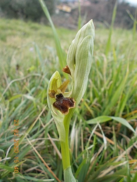 Ophrys sphegodes subsp. maritima