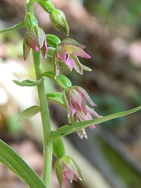 AlpiApuane - Epipactis placentina