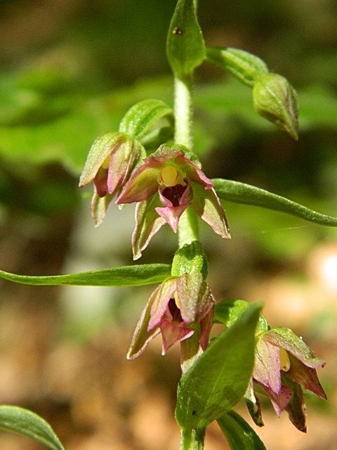 AlpiApuane - Epipactis placentina