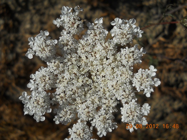 Id - Daucus cfr. carota