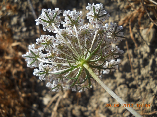 Id - Daucus cfr. carota