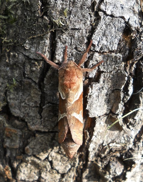 Da identificare - Triodia sylvina