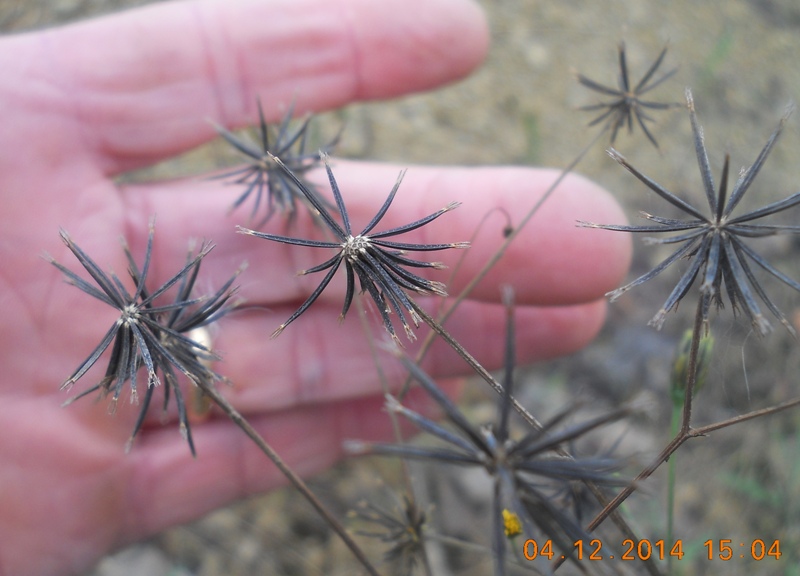 Bidens subalternans / Forbicina subalterna