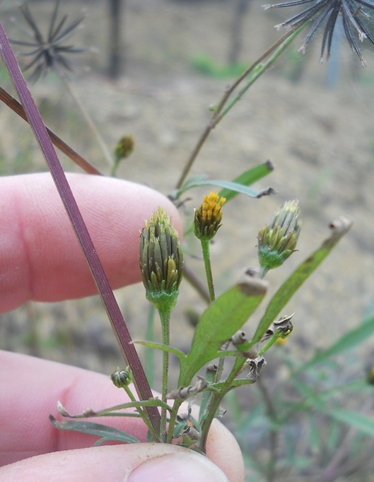 Bidens subalternans / Forbicina subalterna