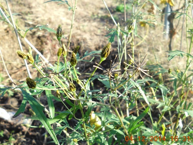 Bidens subalternans / Forbicina subalterna