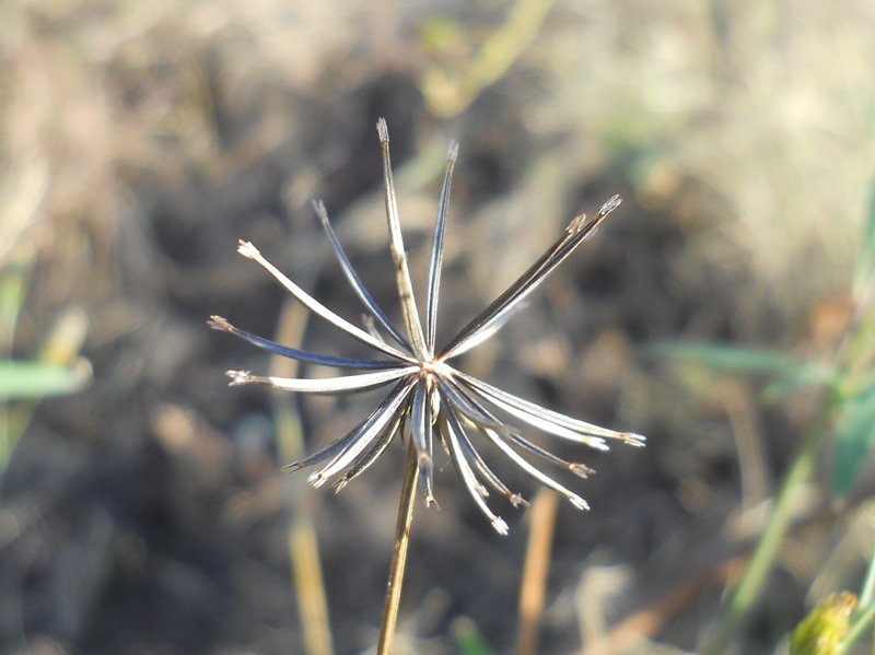 Bidens subalternans / Forbicina subalterna