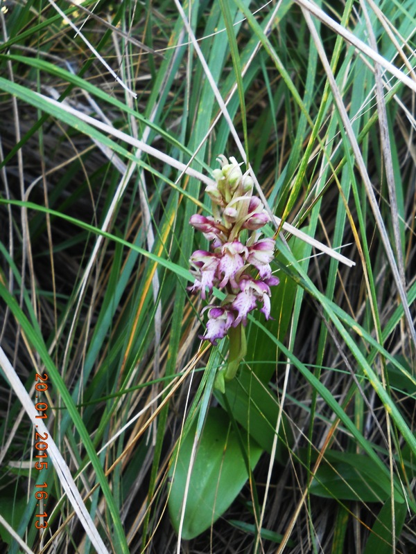 Himantoglossum robertianum, estremo levante ligure