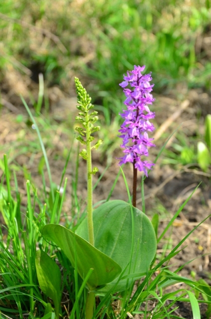 Tra Val di Vara e val Graveglia