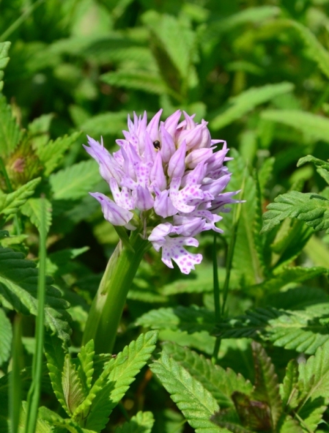 Tra Val di Vara e val Graveglia