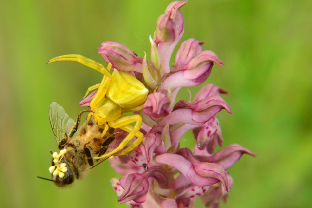 Thomisus onustus ed ape su orchidea - Fosdinovo (MS)