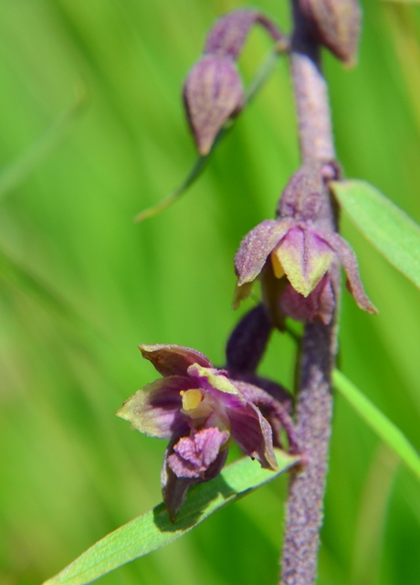 Epipactis atrorubens