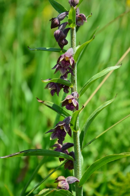 Epipactis atrorubens