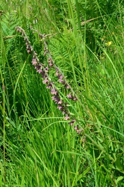 Epipactis atrorubens