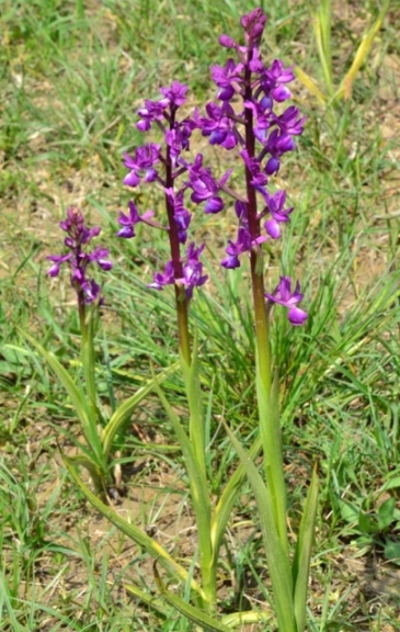 Tra Val di Vara e val Graveglia