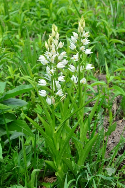 Tra Val di Vara e val Graveglia