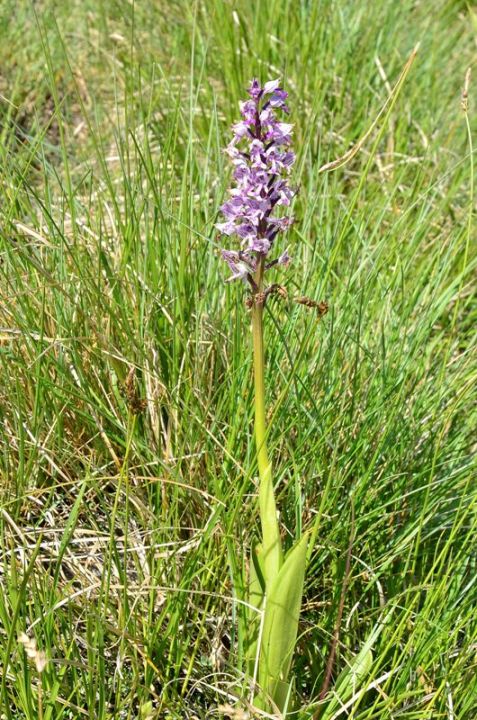 Orchis militaris apuana