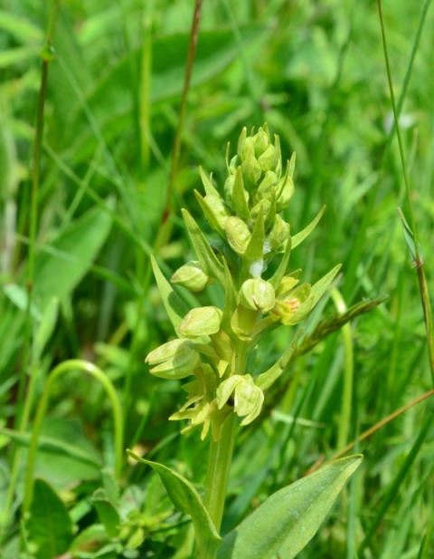 Tra Val di Vara e val Graveglia