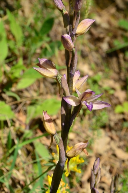 Tra Val di Vara e val Graveglia