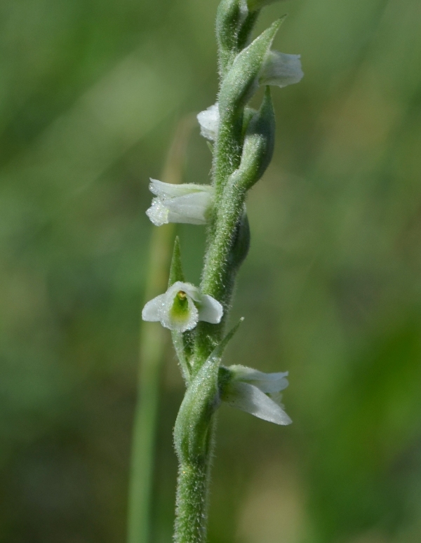 Spiranthes spiralis : ritornano!