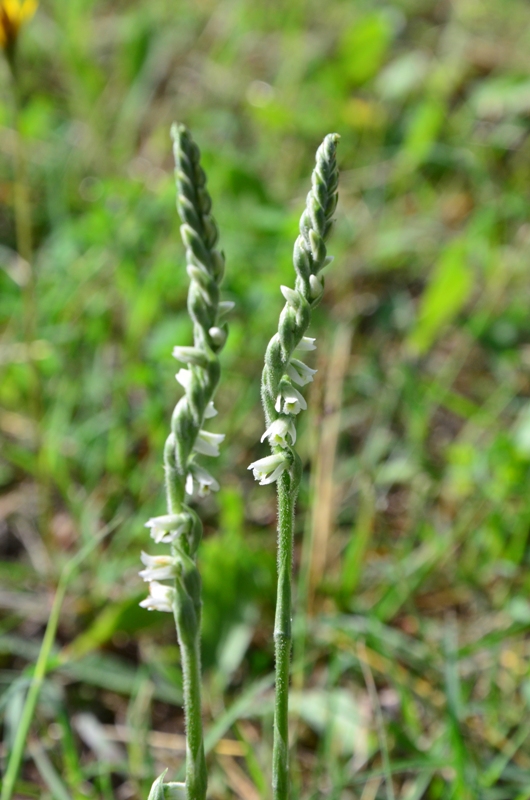 Spiranthes spiralis : ritornano!