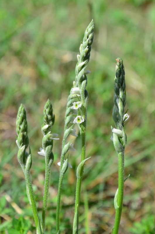 Spiranthes spiralis : ritornano!